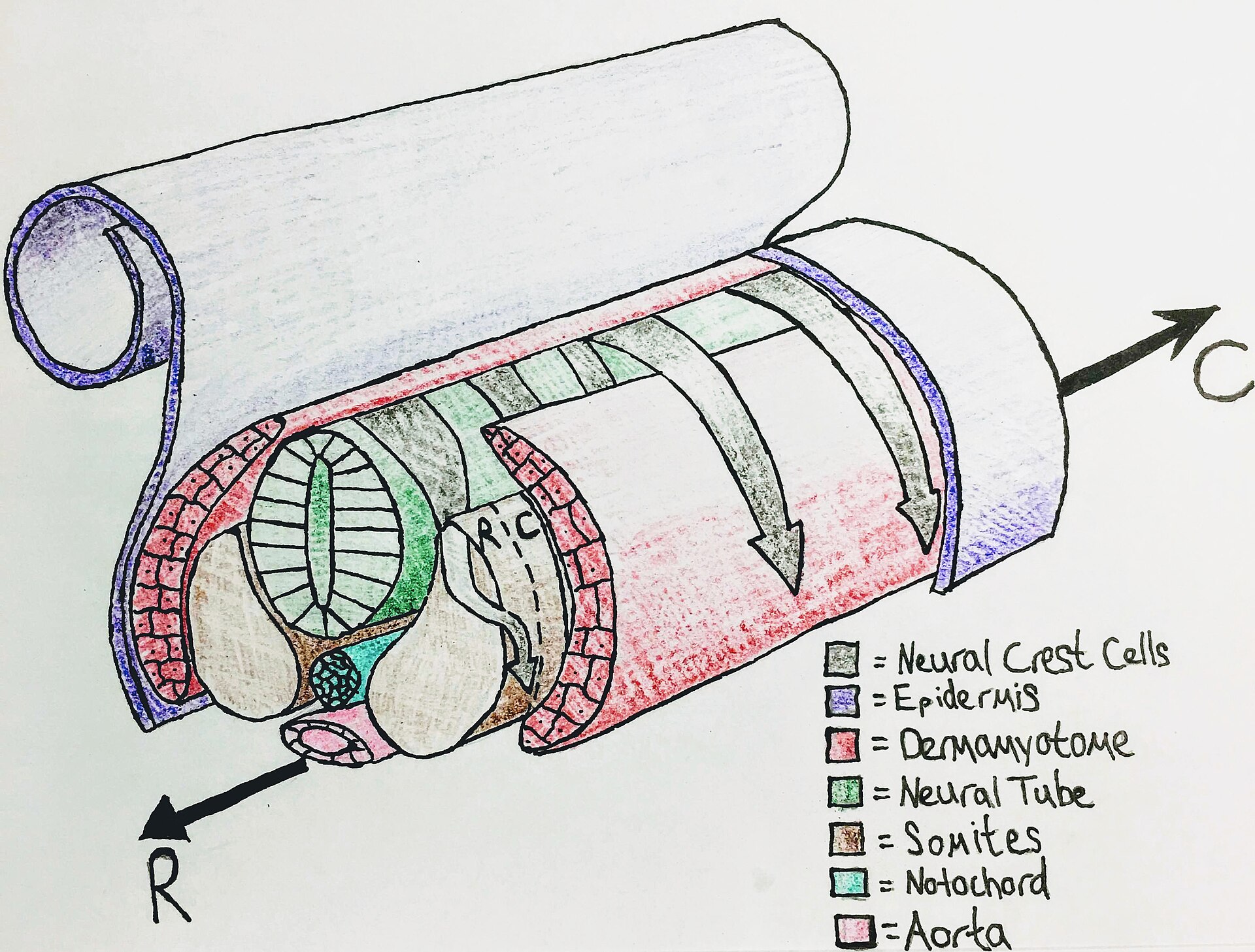 Dibujo esquemático del tubo neural con las células de la cresta neural migrando hacia los lados, entre epidermis, somitas y notocorda.