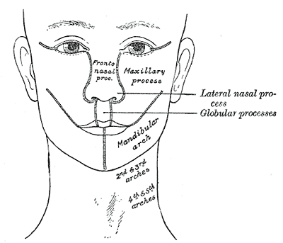 Cara adulta con líneas dibujadas que marcan de qué proceso embrionario proviene cada región: frontonasal, maxilar, nasal lateral, globular y arcos mandibular, segundo, tercero, cuarto y quinto.