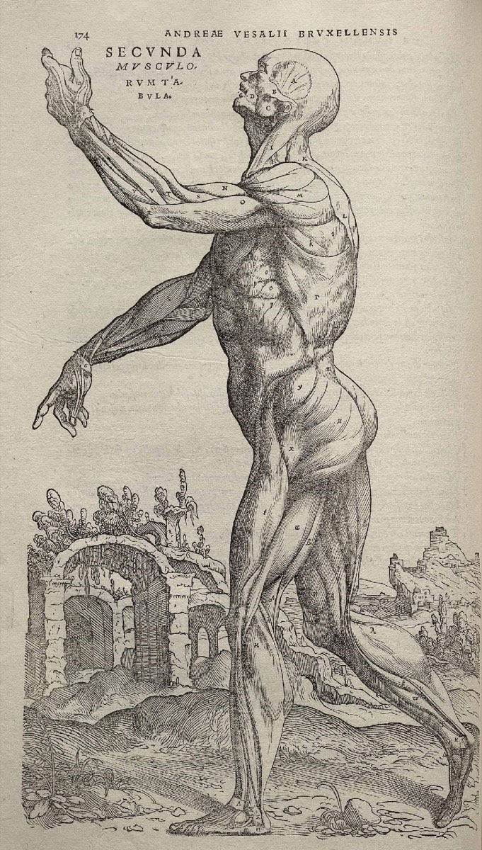 Lámina de musculatura de la 'Fabrica' de Vesalio